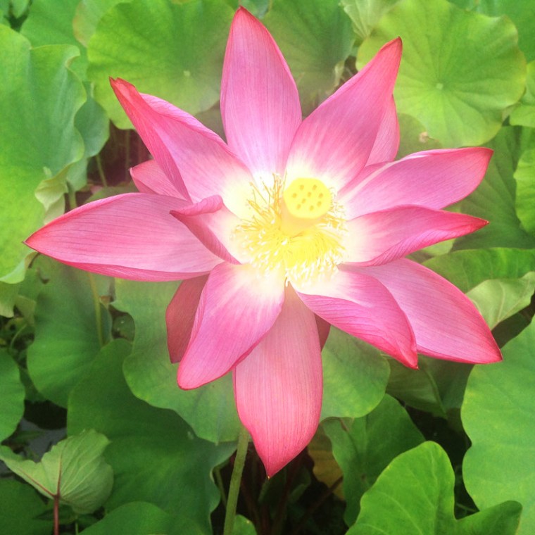 A lotus flower blooming