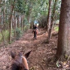 a person riding a horse in a forest
